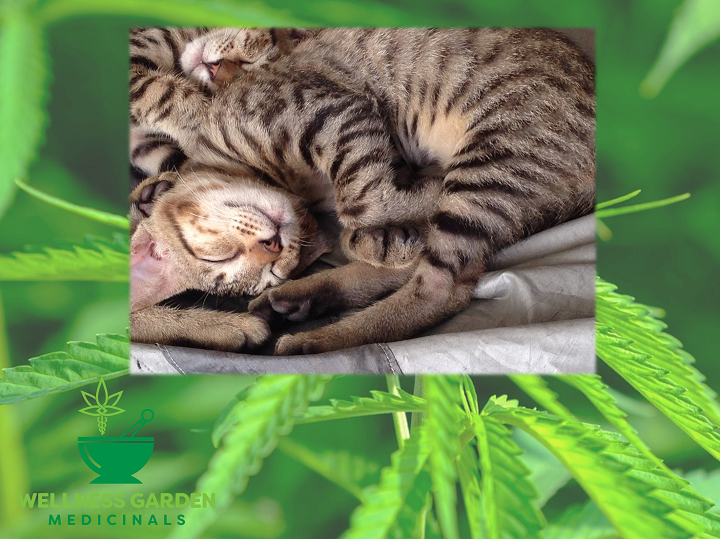 CBD Relief for Insomnia: Benefits, Side Effects, and Uses