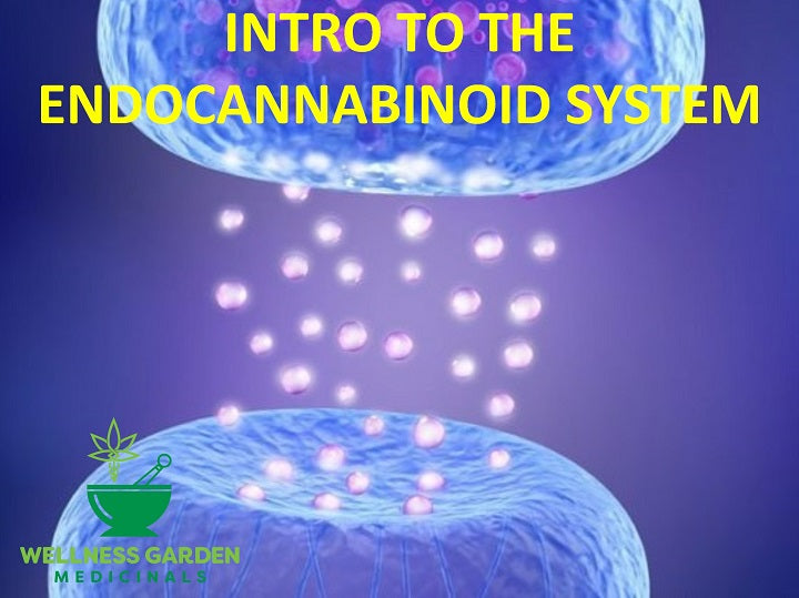 Introduction to the Endocannabinoid System
