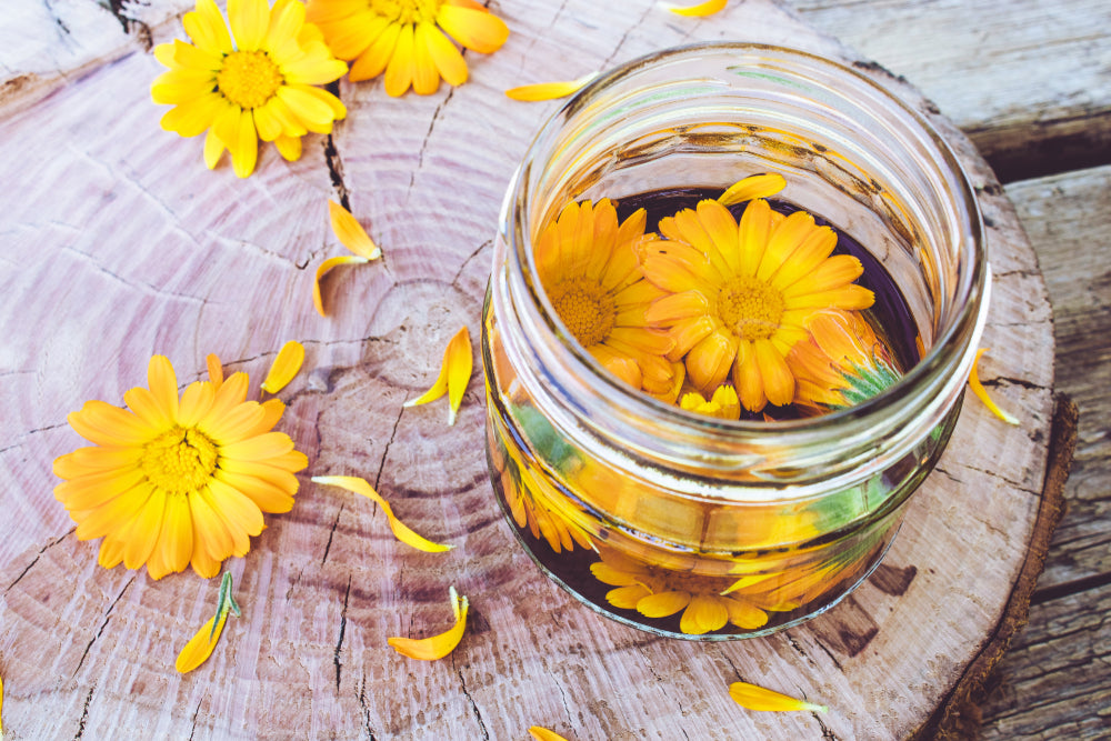 Jar of calendula flowers to be made into calendula extract to be used in CBD salve. 